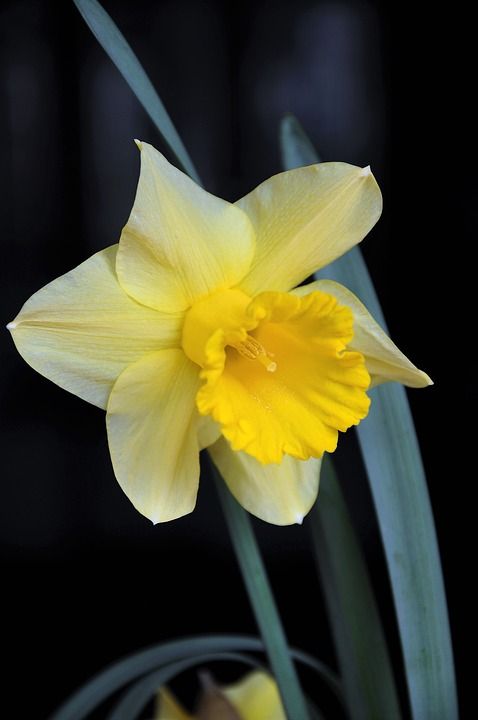 喇叭花 颜色 春天的花朵 花园花