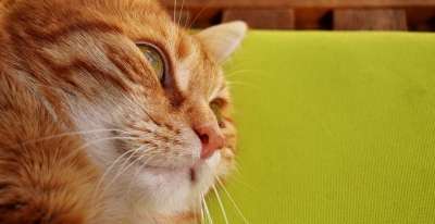 猫 鲭鱼 拍照 肖像 乐趣 红色的 大花猫 小猫 红猫 虎猫