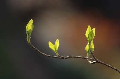 分支 科 树叶 春天 树 植物 绿色 心 盛开 空气 太阳