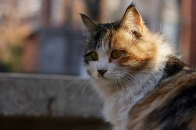 动物 猫 印花布 特写 基蒂 哺乳动物 猫科动物 宠物 毛皮