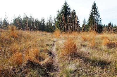 上帝的礼物 Božídarské沼泽 预约 沼泽 湿地 Heath