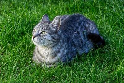 宿醉 享受阳光 家猫 动物 家畜 猫 老虎 鲭鱼 可爱的 草地