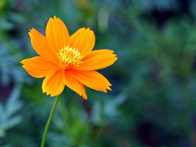 宇宙 花 植物 橙花 盛开 开花 植物群 自然
