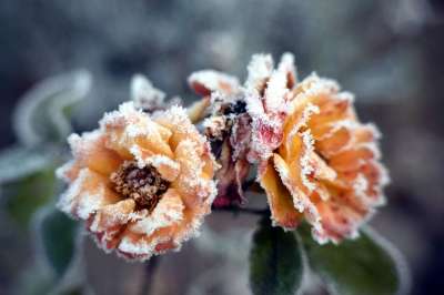 冬天 霜 玫瑰 冻结 寒冷的 植物 冰花 冬季魔法