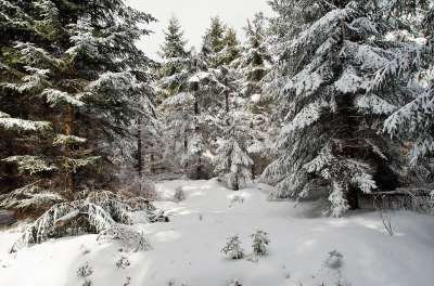 森林 冬天 云杉 树木 雪 白雪皑皑 寒冷的 自然