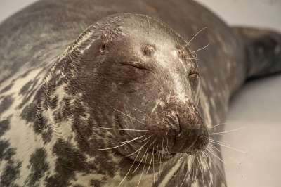 海豹 狗海豹 动物肖像 海洋生物 海狮 脸 可爱的 水生生物
