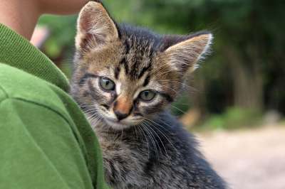 猫 宿醉 家畜 家猫 猫脸 小猫 毛皮 野生动物 猫眼 可爱的