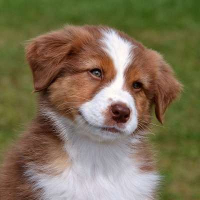 澳大利亚牧羊犬 小狗 狗 宠物 毛皮 纯种 动物 家犬 犬类