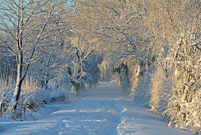 冬天 冬季景观 雪 雪景 下雪的 寒冷的 雪道 雪草甸 小路
