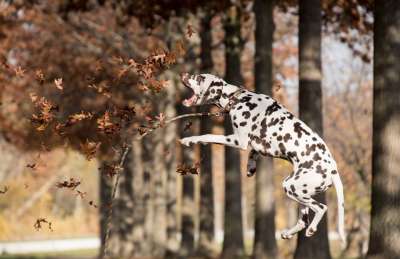 达尔马提亚 狗 跳跃 户外 玩 宠物 动物 家犬 犬类