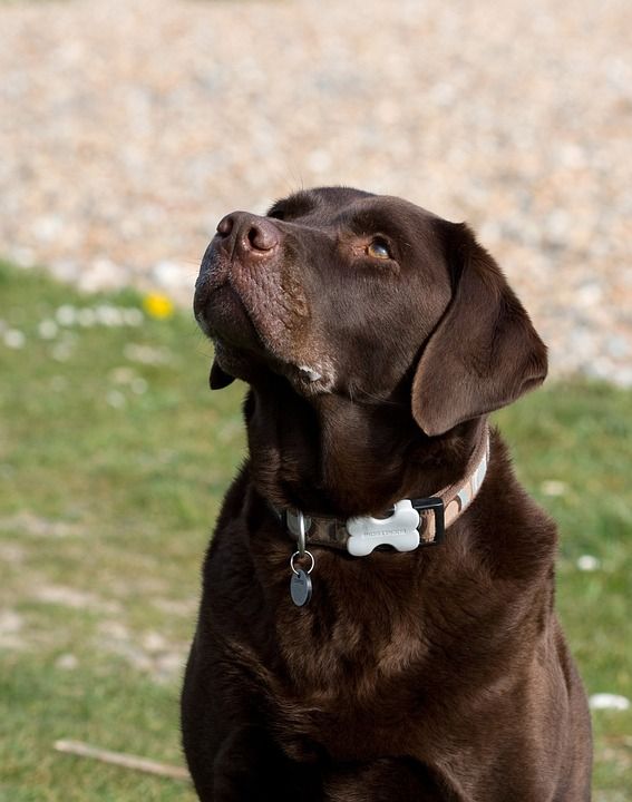 拉布拉多犬 狗 巧克力 棕色 肖像 特写 犬类 宠物 动物