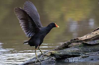 斗室 Moorhen 小鸡 鸟 禽类 野生动物 水鸟 翅膀 羽毛