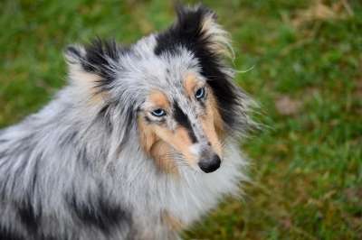 狗 母狗 婊子设得兰群岛牧羊犬 婊子蓝色的贵族 蓝色的梅尔 黑松露
