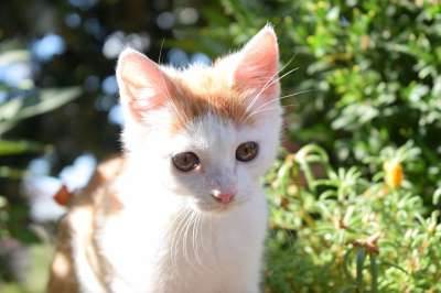 猫 动物 哺乳动物 基蒂 国内的猫 猫的眼睛 猫画像
