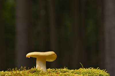 蘑菇 光盘真菌 苔藓 森林 落下 食用 生长