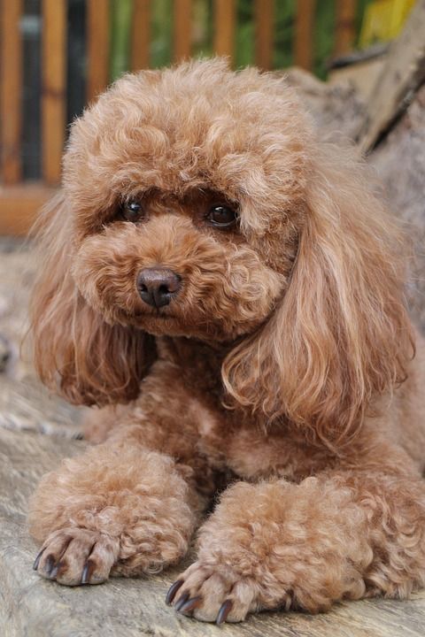 狗 犬类 贵宾犬 宠物 毛皮 可爱的 动物
