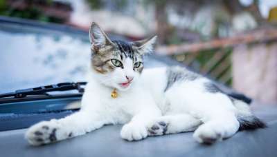 动物 猫 宠物 可爱的 蓝色的宠物