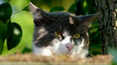 猫 宿醉 家畜 动物 可爱的 黑白猫 猫脸 可爱的猫咪