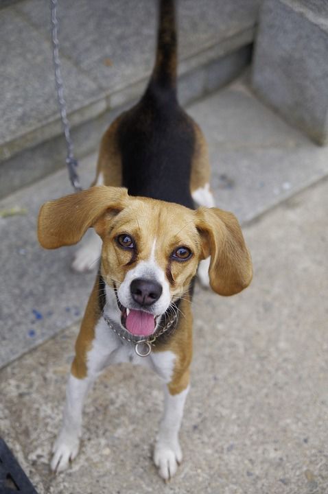 比格猎犬 小狗 狗 动物