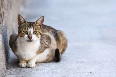 猫 动物 可爱的 宠物 小猫 国内的 有趣的 基蒂 灰色的