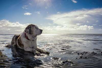 狗 宠物 海滩 海岸 支撑 海滨 动物 家犬 犬类 哺乳动物