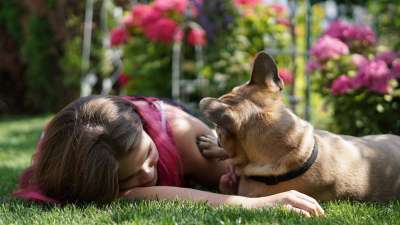 女孩 女士 年轻 人的 法国斗牛犬 狗 斗牛犬 在花园里