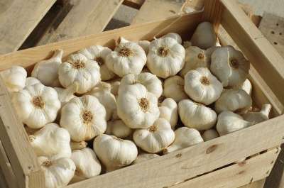 大自然壁纸 自然壁纸 高清壁纸 大蒜 大蒜白 蔬菜 食物 栽培大蒜