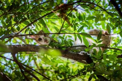 猫 迷路 动物 可爱的 毛皮 宠物 猫科动物 无家可归 国内的