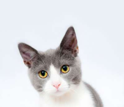 猫 猫科动物 宠物 动物 可爱的 国内的 哺乳动物 毛皮 基蒂