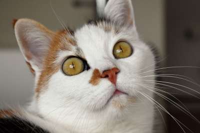 猫 动物 白色的 斑 家猫 猫眼 家畜 眼睛 手表 放松