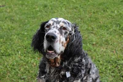 英语器 狗 二传手 犬类 宠物 绿色的宠物