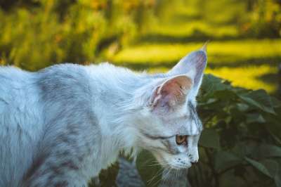 猫 宿醉 花园 户外 白色的 灰色的 家猫 家畜 动物