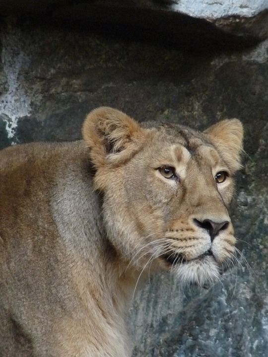母狮 动物 捕食者 荒野 大猫 狮子