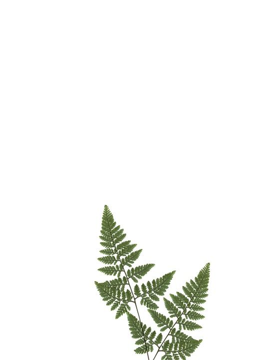 文具 纸 蕨类 植物 绿色 装饰品 装饰 家具 装饰风格 模板