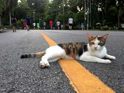 猫 泰国 动物 宠物 肖像 蓬松的 坐 爪子 基蒂 放松