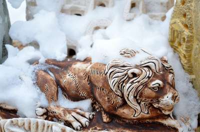狮子 苹果浏览器 母狮 非洲 博茨瓦纳 雪 状态