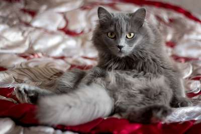 可爱 动物 家 小的 毛茸茸 猫 小猫 毛皮 纵向 宠物