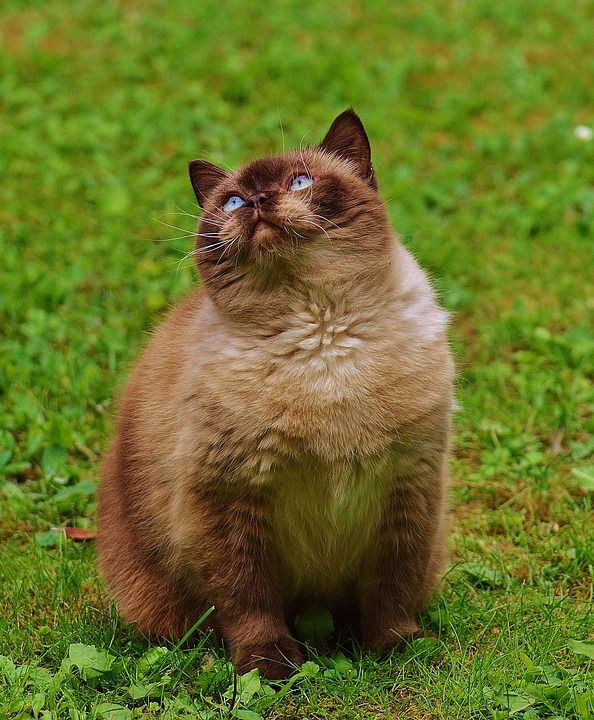 猫 英国短毛猫 玩 纯种 亲爱的 毛皮 棕色的 浅褐色的 可爱的