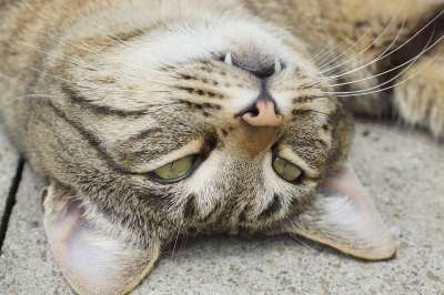 猫 眼睛 牙齿 动物 品种猫 猫眼 绿色 毛皮 绿色的眼睛