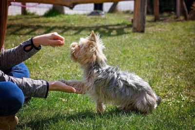 训犬 狗 动物 小的 小狗 纯种狗 约克夏 约克夏犬 狗学校