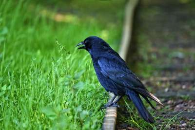 乌鸦 鸟 动物 野生动物 乌鸦座 Corvidae 聪明的 羽毛