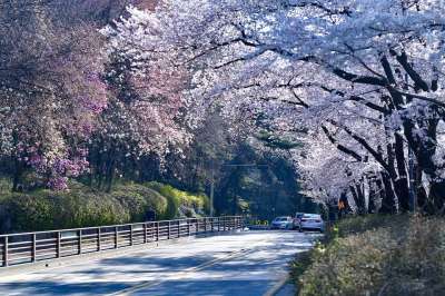 樱花 路 树木 叶子 花朵 春天 巷道 驾驶 沥青路 路面