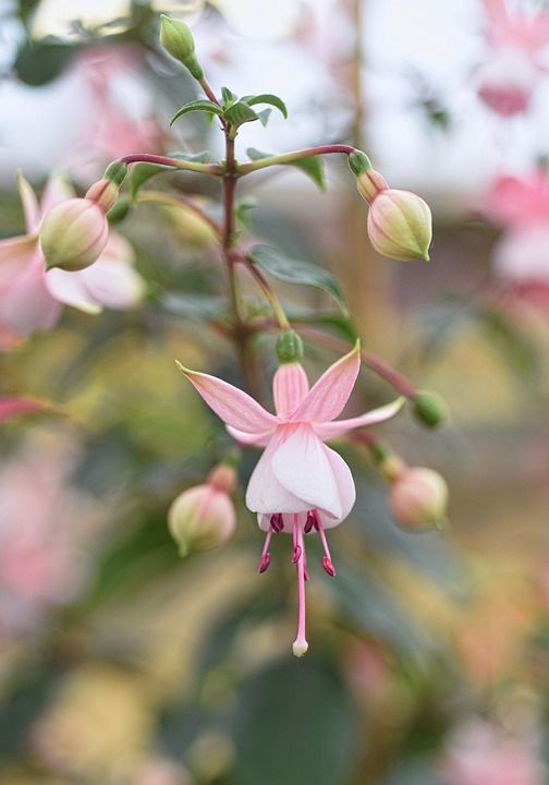 紫红色 花 厂 贝尔 春天