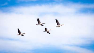 鹅 灰色的 航班 飞行 鸟 孤立 荒野 Greylag 三 群