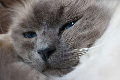 动物 家畜 猫 头 脸 猫脸 肖像 眼睛 鼻子 猫的毛 头发
