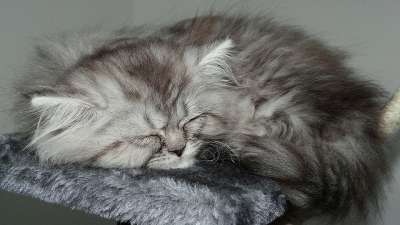 猫 猫科动物 头发 猫咪 公猫 Twink 拥抱 小猫