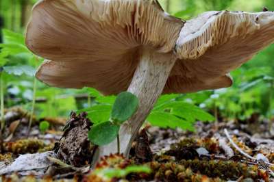森林蘑菇 蘑菇 森林地面 木耳 自然 菌类 森林 宏 户外的