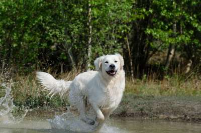 金毛猎犬 水 狗 夏天 湿狗 湖 自然
