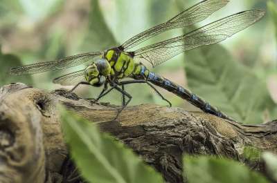 昆虫 自然 野生动物 翅膀 绿色Darner 蜻蜓
