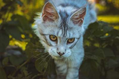 猫 宿醉 户外 花园 家猫 灰色的 白色的 动物 家畜